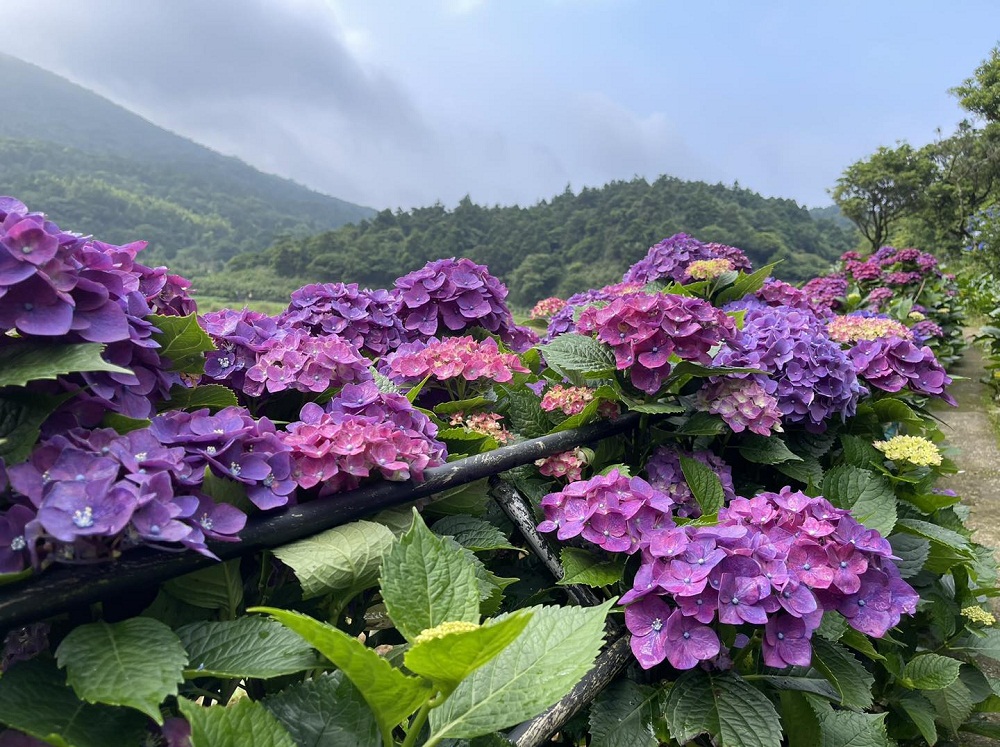 竹子湖「名陽匍休閒農莊」超美繡球花田，海芋花況介紹