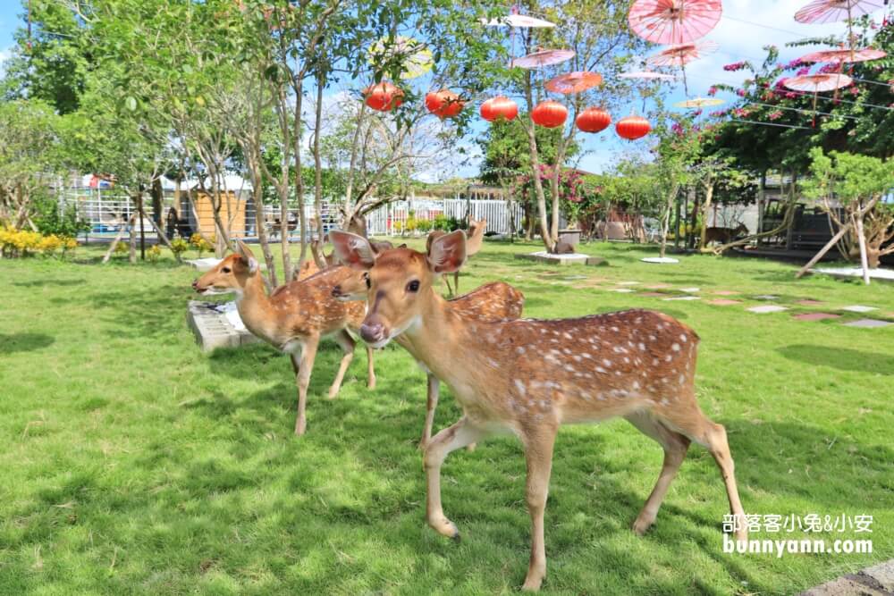 【宜蘭】農夫青蔥體驗農場，來拔三星蔥回家，餵梅花鹿吃飯