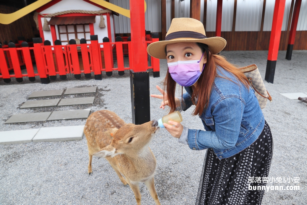 宜蘭【張美阿嬤農場】全台唯一泰迪羊，餵梅花鹿和水豚超有趣