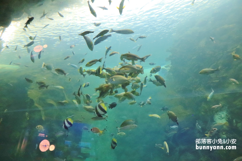 2024「澎湖水族館」暢遊水中王國，門票、優惠、交通總整理攻略。