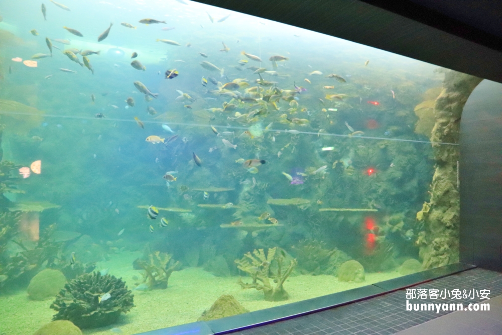 2024「澎湖水族館」暢遊水中王國，門票、優惠、交通總整理攻略。