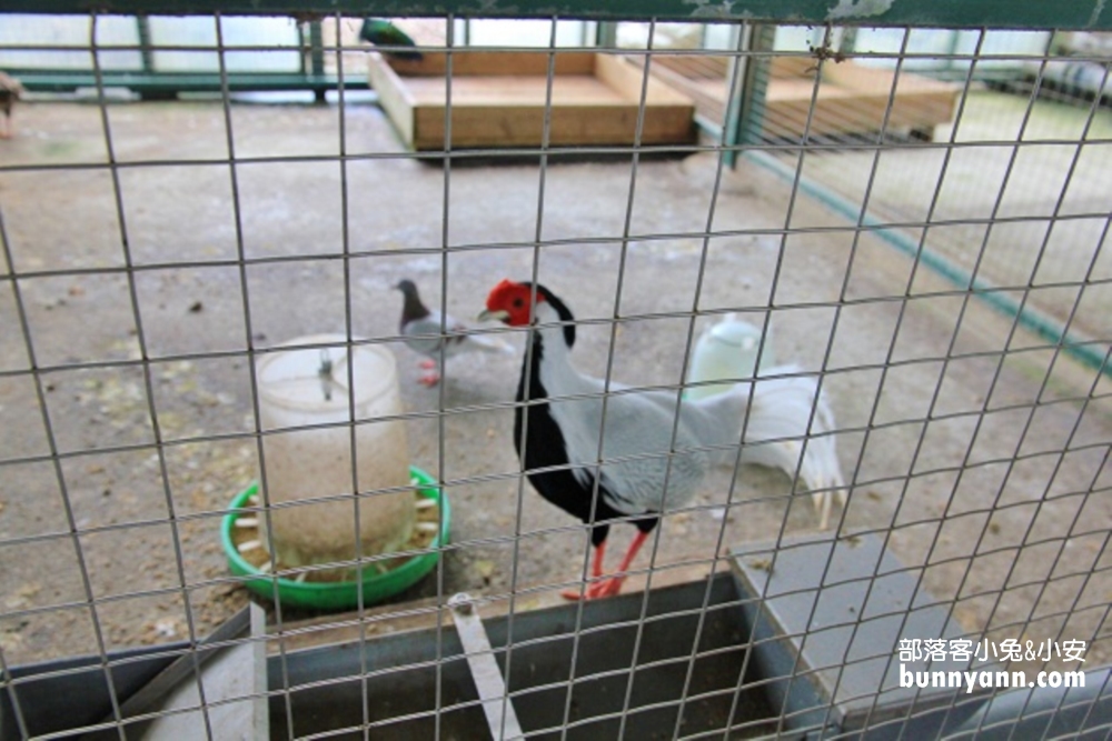 「品園日式花園」苗栗森林庭院免費約會好地方