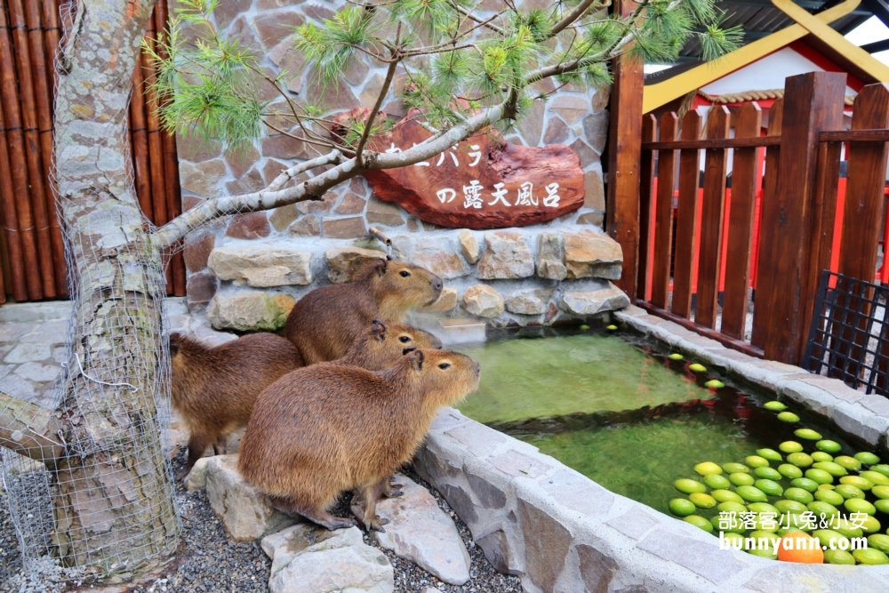 宜蘭【張美阿嬤農場】全台唯一泰迪羊，餵梅花鹿和水豚超有趣