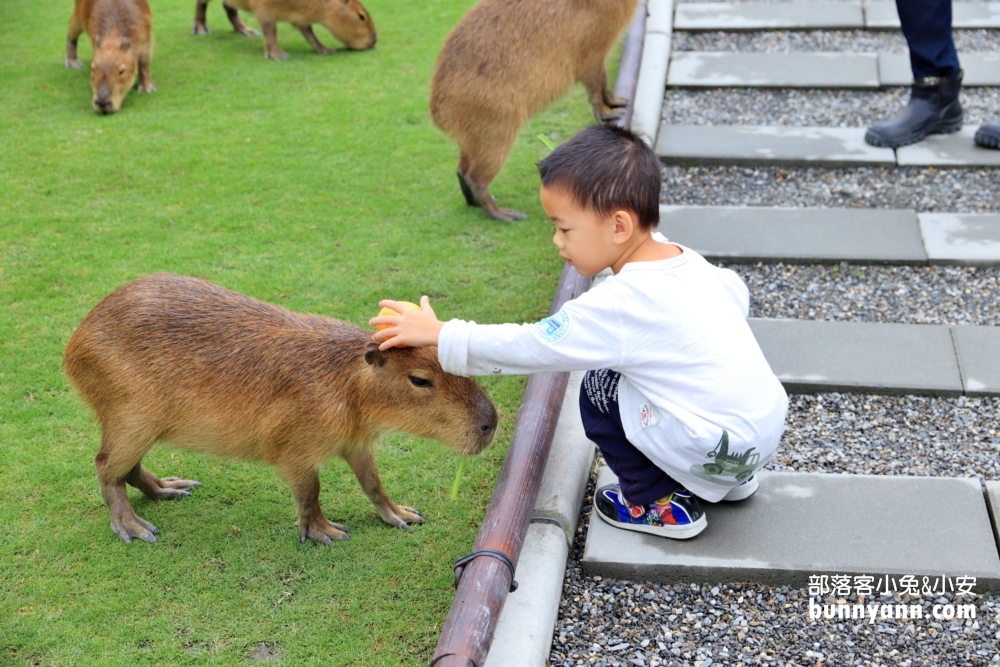 來逛動物園、海洋公園放鬆一下，在家也能看河馬，水豚君就是這麼簡單