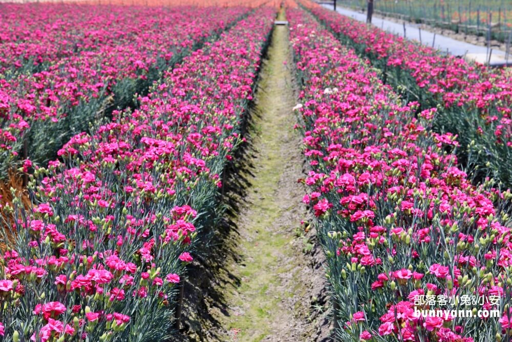 彰化景點》董家花田，田尾繽紛四季花海，戶外野餐好地方