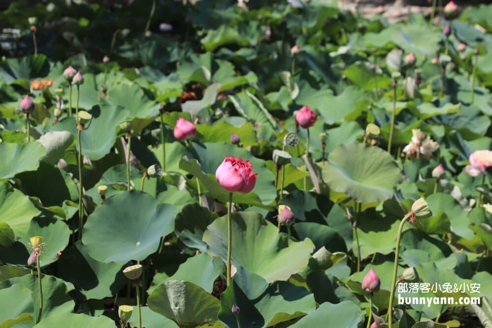 彰化景點》秀水龍騰公園，超高大金龍在這拍，賞綻放荷花，散步出遊好地方