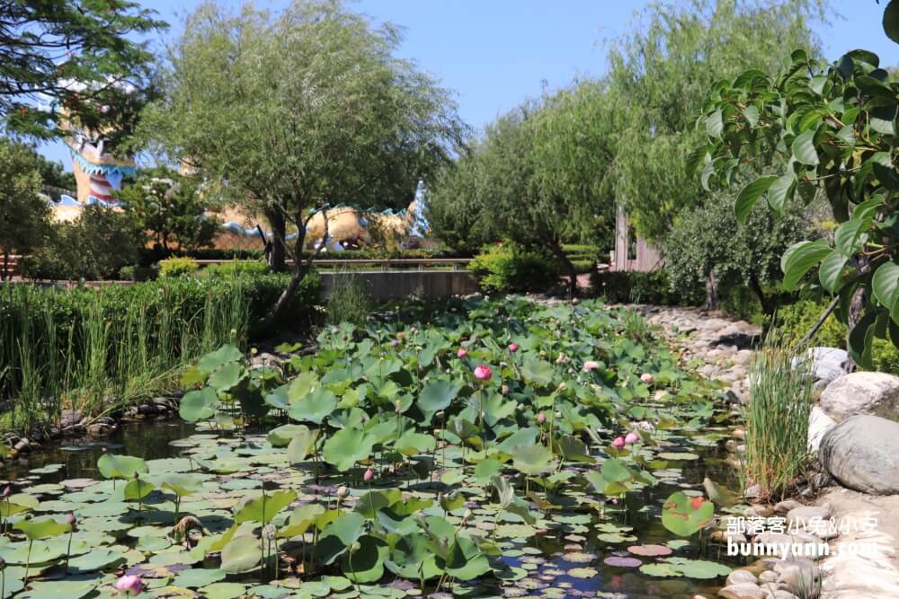 彰化景點》秀水龍騰公園，超高大金龍在這拍，賞綻放荷花，散步出遊好地方