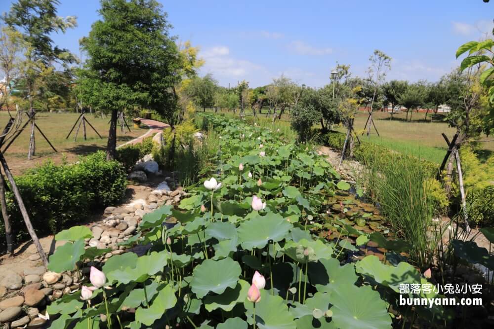 彰化景點》秀水龍騰公園，超高大金龍在這拍，賞綻放荷花，散步出遊好地方