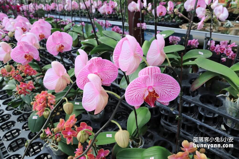 后里萌芳花卉農場，上萬株石斛蘭、蝴蝶蘭，免門票賞花地點