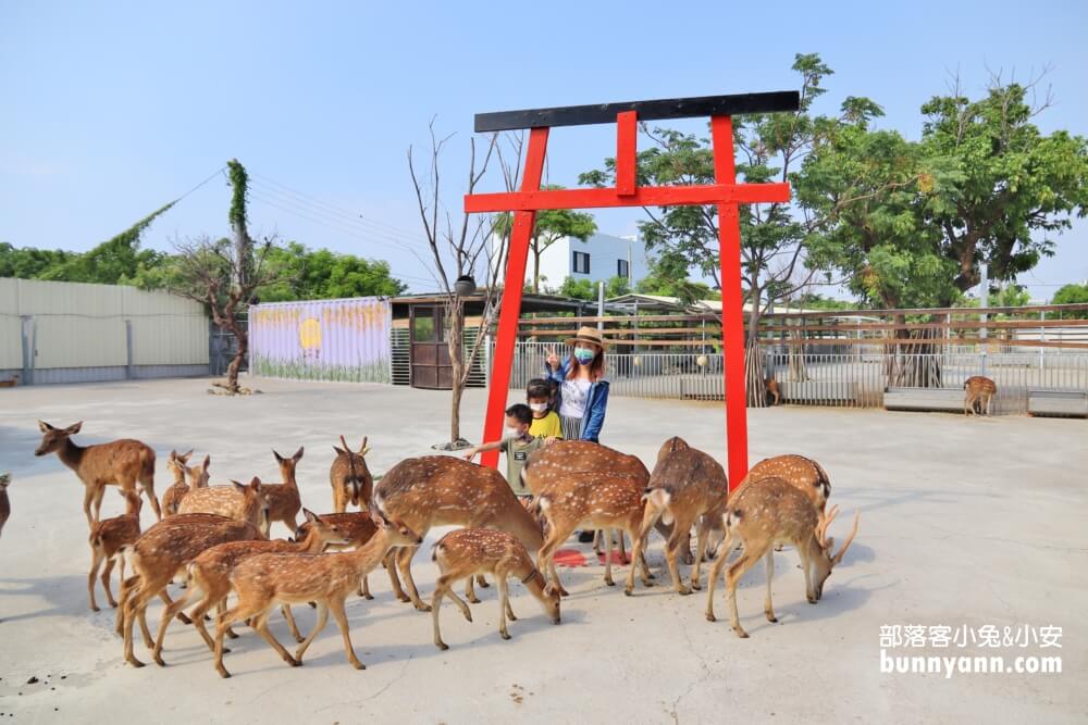 小琉球鹿粼梅花鹿園區，小鹿斑比包圍你，宮崎駿場景打卡去