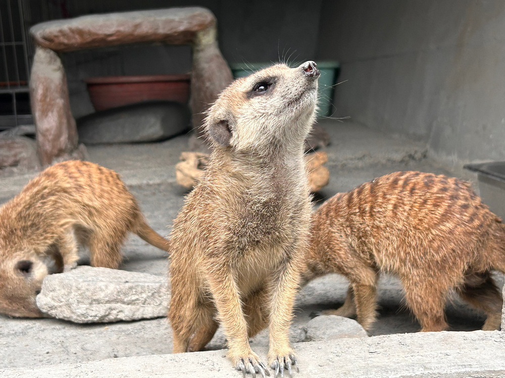 宜蘭【長埤湖精靈村】穿和服餵小動物，漫遊湖濱步道好悠閒