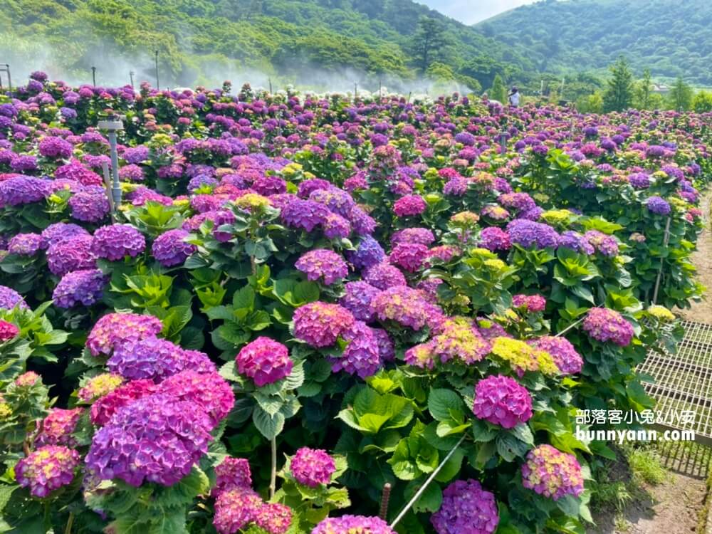 竹子湖「大賞園」繽紛繡球花田，IG打卡夢幻花海超美!!