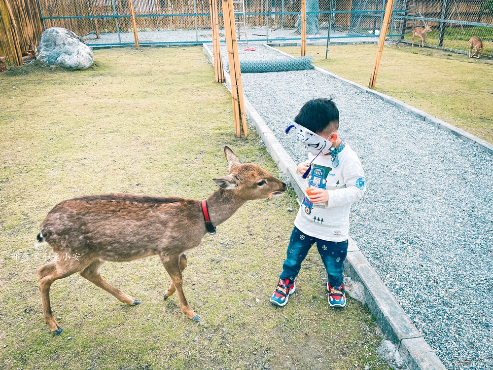 【花蓮】張家樹園，來去張家の樹園穿浴衣順便餵梅花鹿