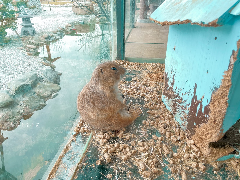 【花蓮】張家樹園，來去張家の樹園穿浴衣順便餵梅花鹿