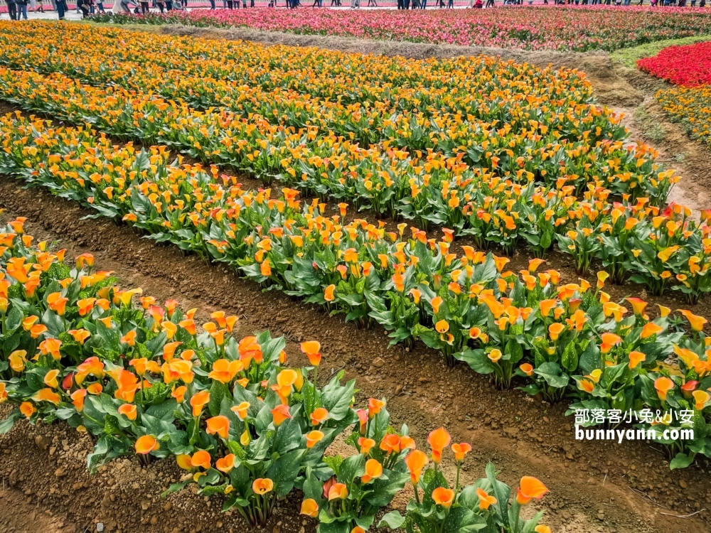 2022桃園彩色海芋季，美拍繽紛彩色海芋花海世界