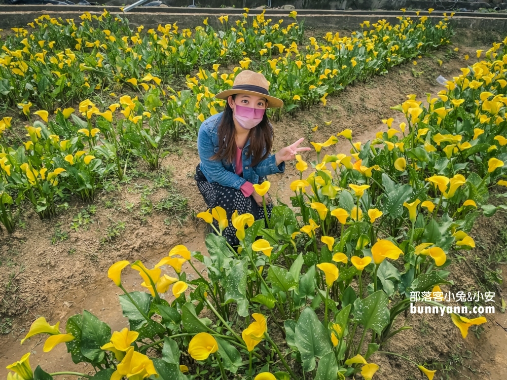 2022桃園彩色海芋季，美拍繽紛彩色海芋花海世界