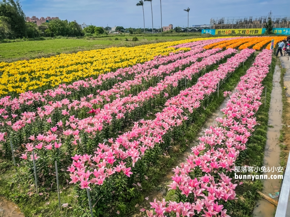 2022桃園彩色海芋季，美拍繽紛彩色海芋花海世界