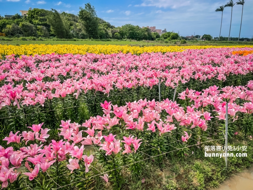 2022桃園彩色海芋季，美拍繽紛彩色海芋花海世界