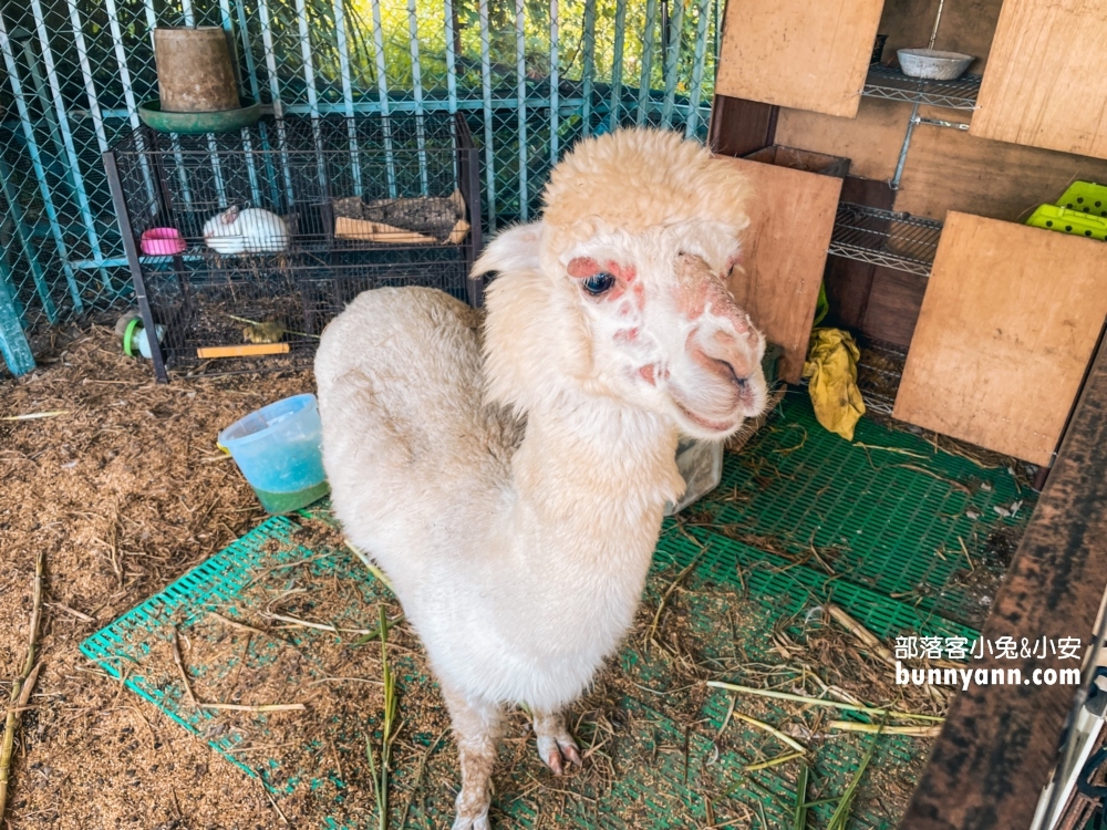 台中》威爾森的農場，門票50元來餵羊吃草加玩溜滑梯