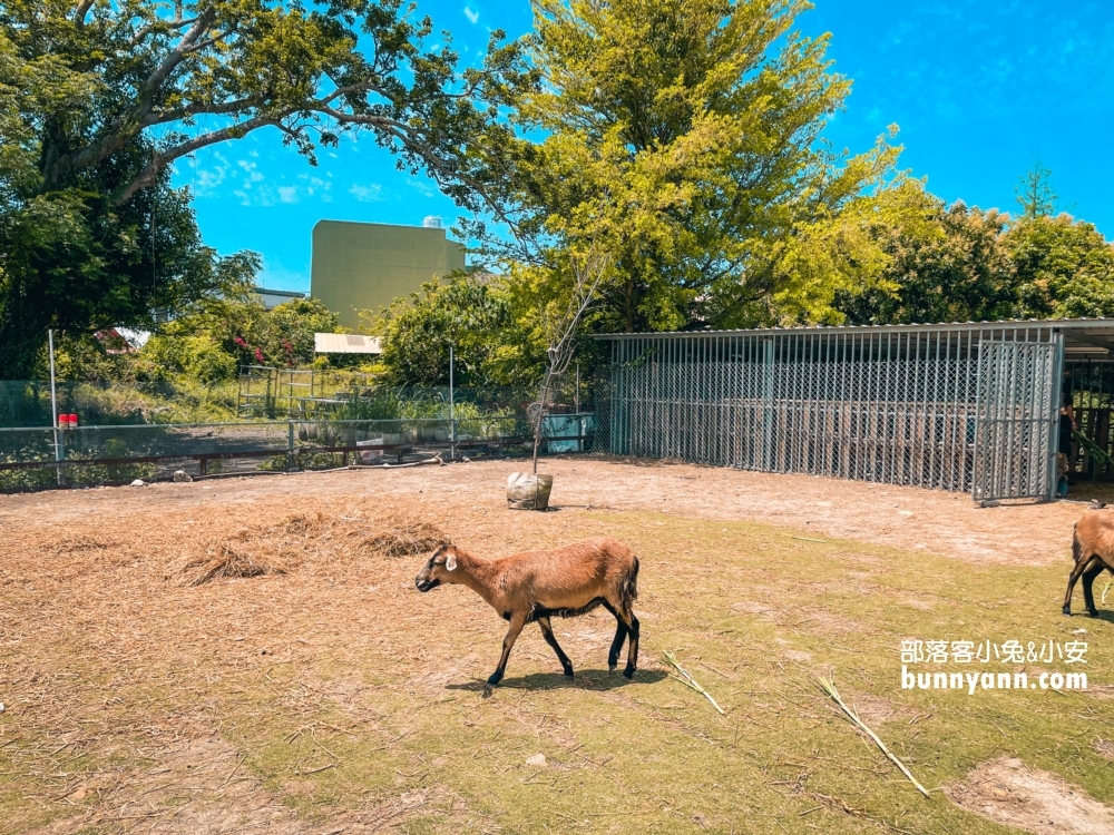 台中》威爾森的農場，門票50元來餵羊吃草加玩溜滑梯