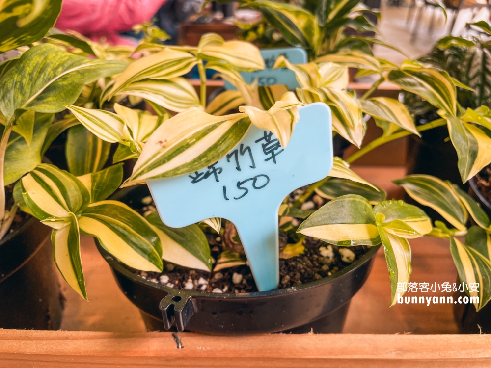 陽明山【野人花園】不限時綠色森林秘境景觀咖啡店