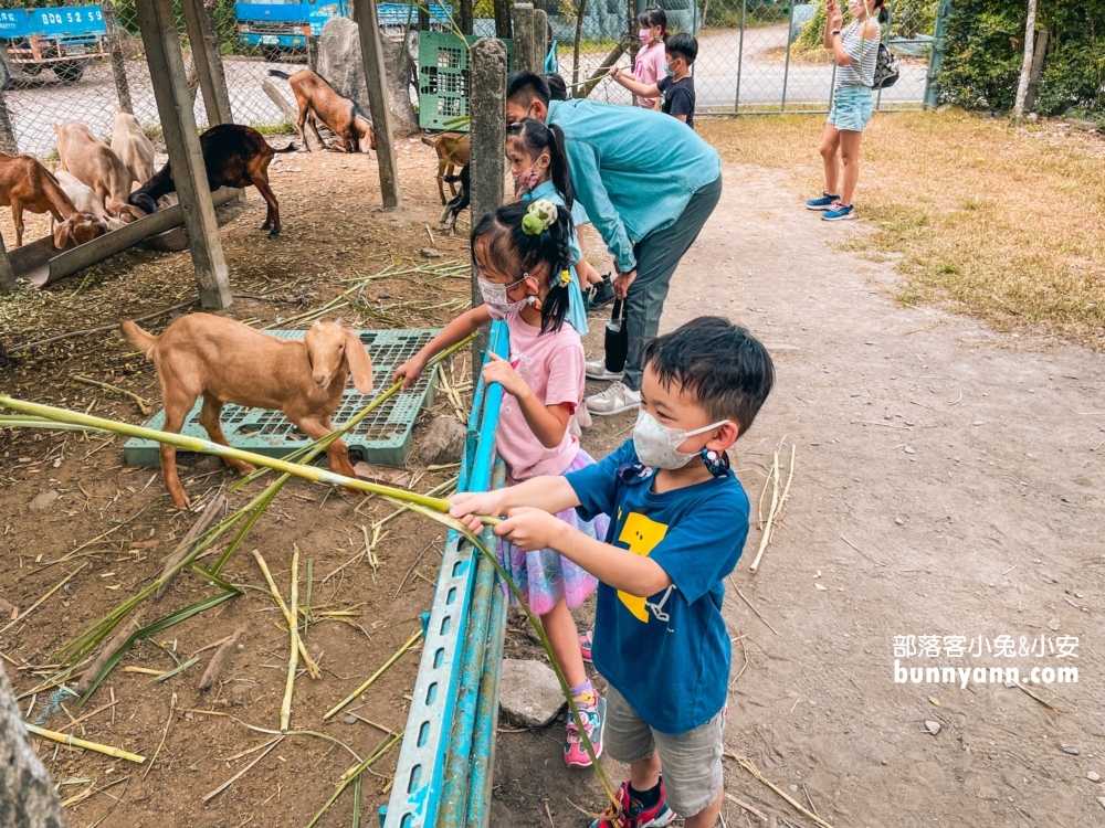 屏東囍羊羊牧場，免門票來餵羊吃草，好喝的羊乳在這