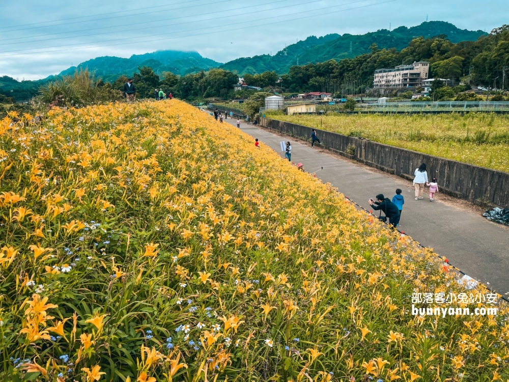 大湖社寮角堤防金針花滿開，2023大湖社寮角金針花廊道詳細攻略!!