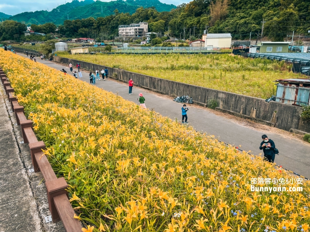 大湖社寮角堤防金針花滿開，2023大湖社寮角金針花廊道詳細攻略!!