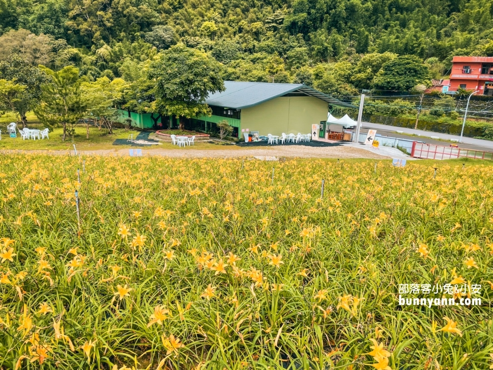 百吉休閒農場金針花最新花況，詳細停車資訊與花期(到六月中)