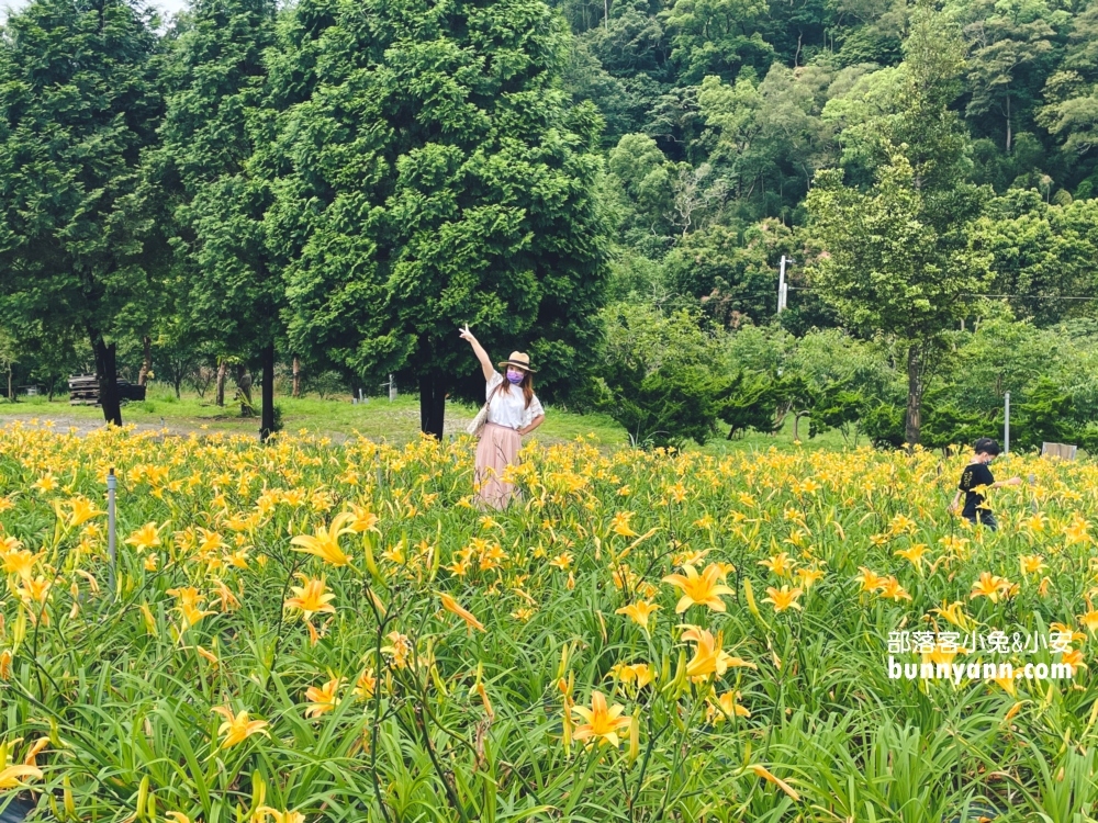 百吉休閒農場金針花最新花況，詳細停車資訊與花期(到六月中)