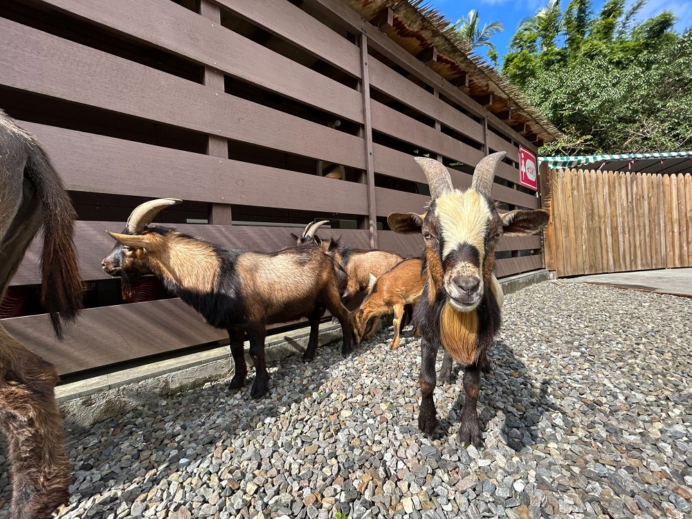 宜蘭【長埤湖精靈村】穿和服餵小動物，漫遊湖濱步道好悠閒