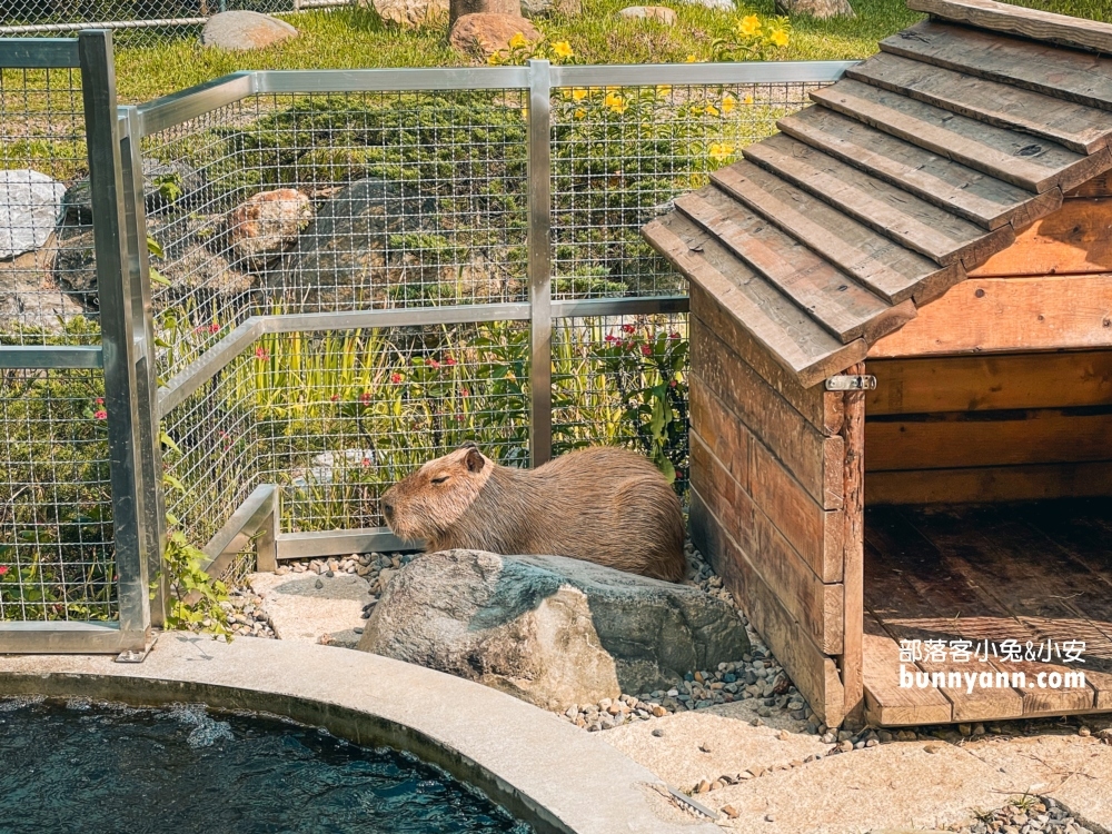 大溪蘇家莊園｜美拍萬坪莊園與十多種鳥類動物(門票資訊)