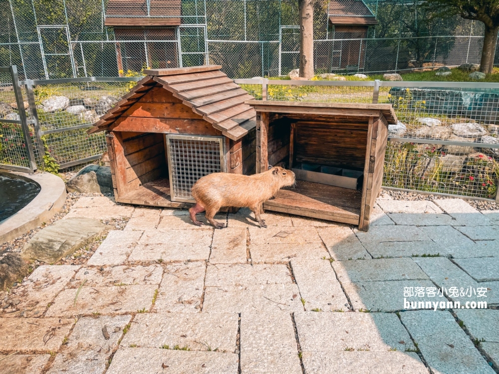 大溪蘇家莊園｜美拍萬坪莊園與十多種鳥類動物(門票資訊)