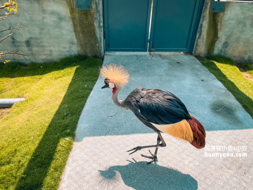 2024【九九峰動物樂園 】南投草屯鳥類主題動物園票價優惠整理