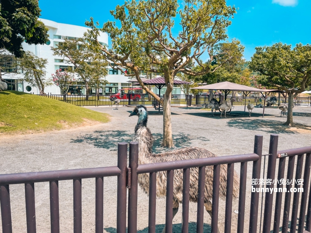 2024【九九峰動物樂園 】南投草屯鳥類主題動物園票價優惠整理