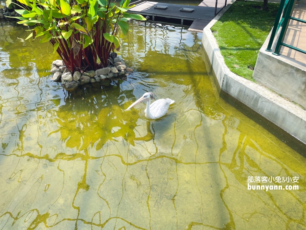 2024【九九峰動物樂園 】南投草屯鳥類主題動物園票價優惠整理