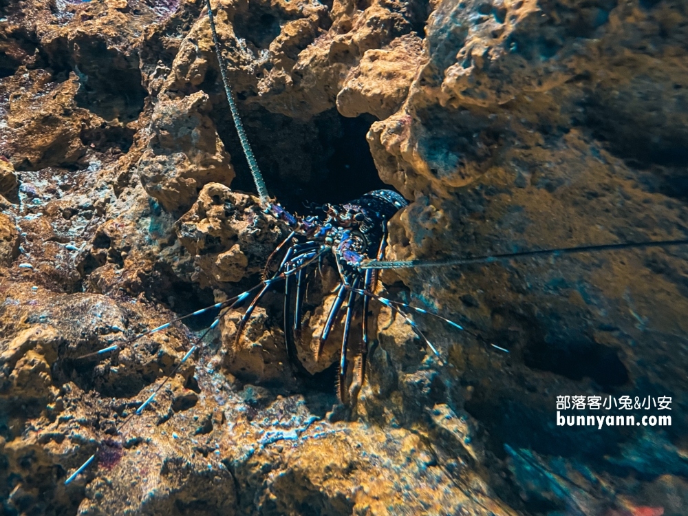 花蓮遠雄海洋公園必玩遊樂園設施一次盤點給你攻略！