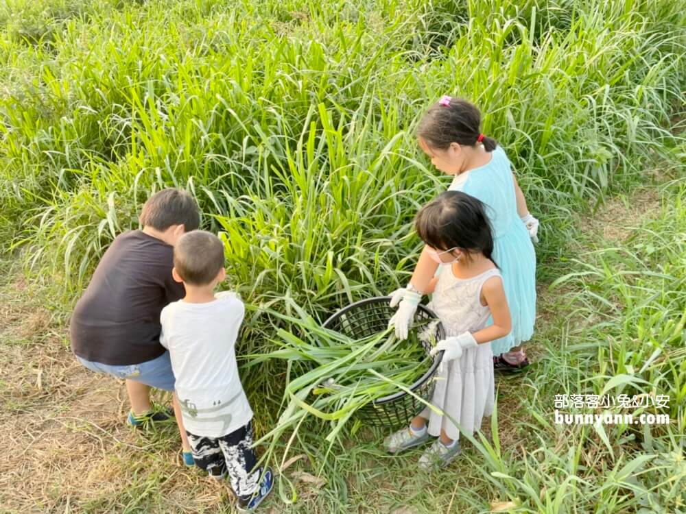 高雄禾光牧場｜免門票羊牧場，自己割牧草餵羊，暢玩親子沙坑