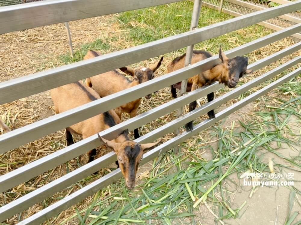 高雄禾光牧場｜免門票羊牧場，自己割牧草餵羊，暢玩親子沙坑