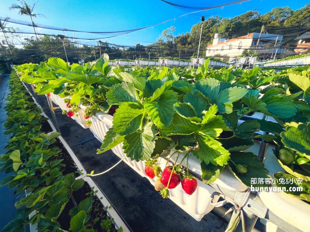 關西竹林草莓園｜竹林農園採大顆草莓，酸甜好滋味