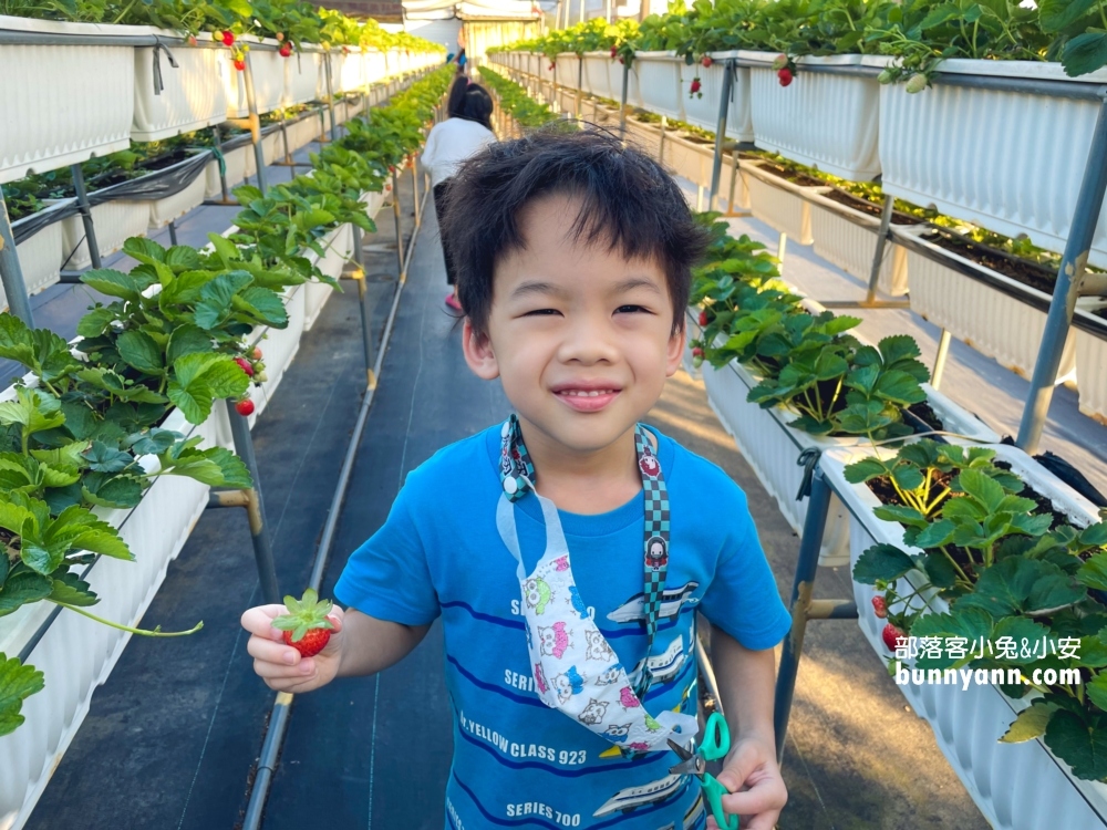 關西竹林草莓園｜竹林農園採大顆草莓，酸甜好滋味