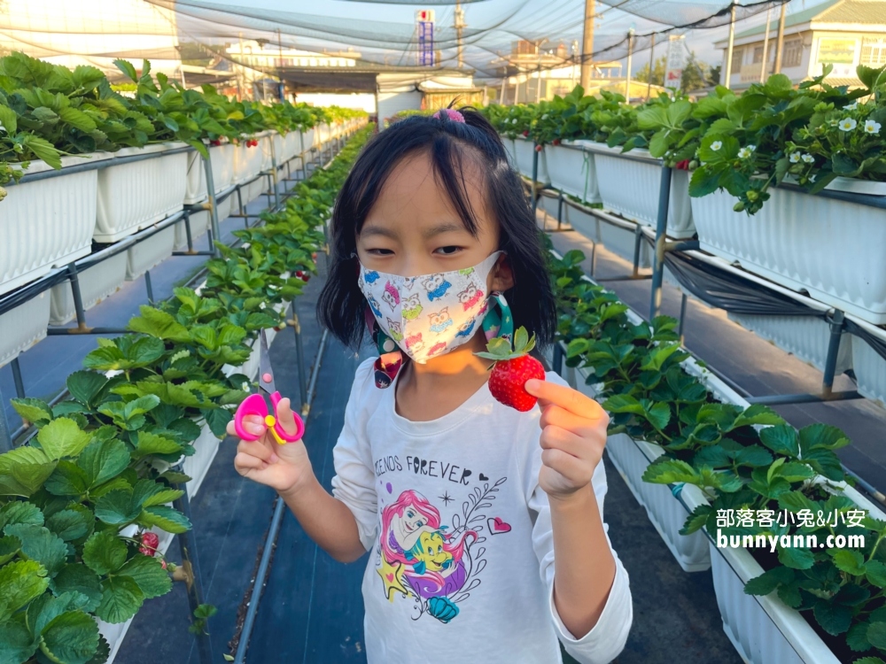 關西竹林草莓園｜竹林農園採大顆草莓，酸甜好滋味