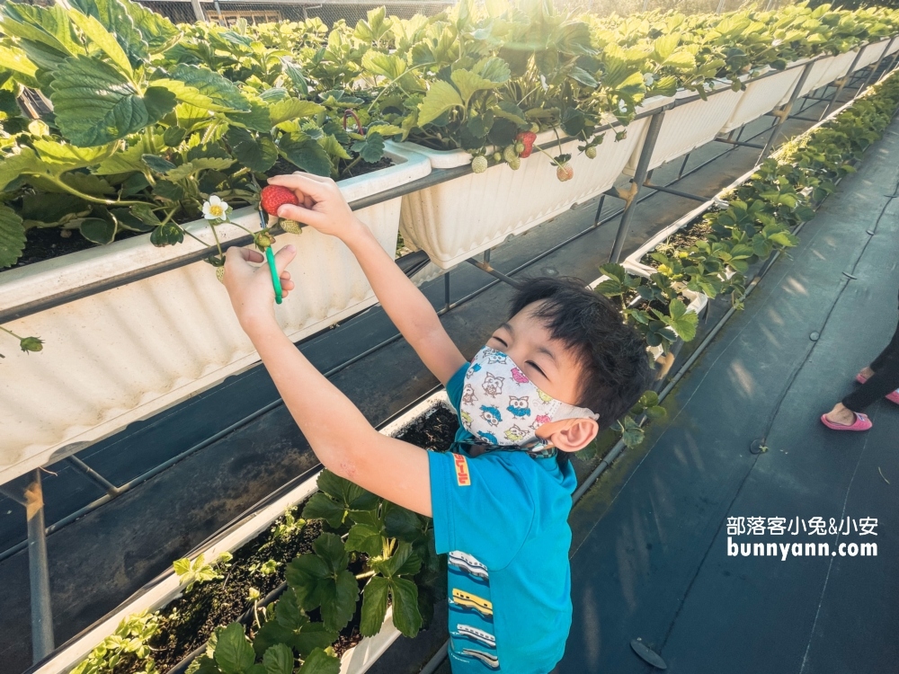 關西竹林草莓園｜竹林農園採大顆草莓，酸甜好滋味