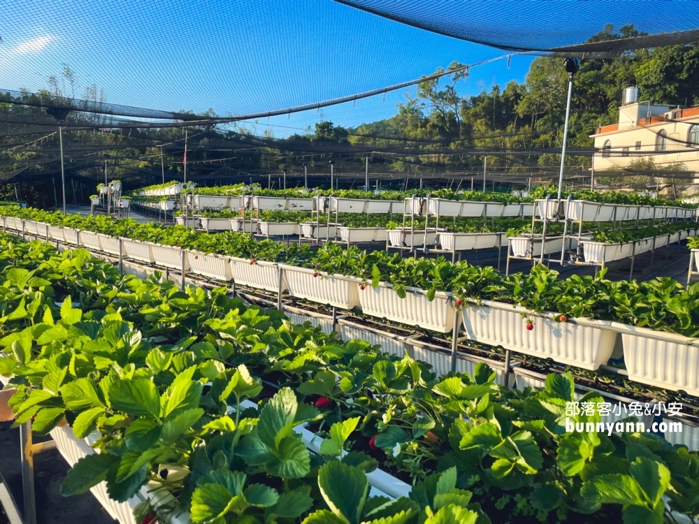 關西竹林草莓園｜竹林農園採大顆草莓，酸甜好滋味