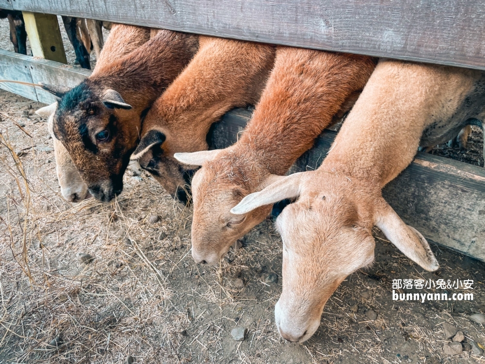 彰化牧場門市【羊舍鮮羊乳】免門票餵羊吃草，羊奶好好喝