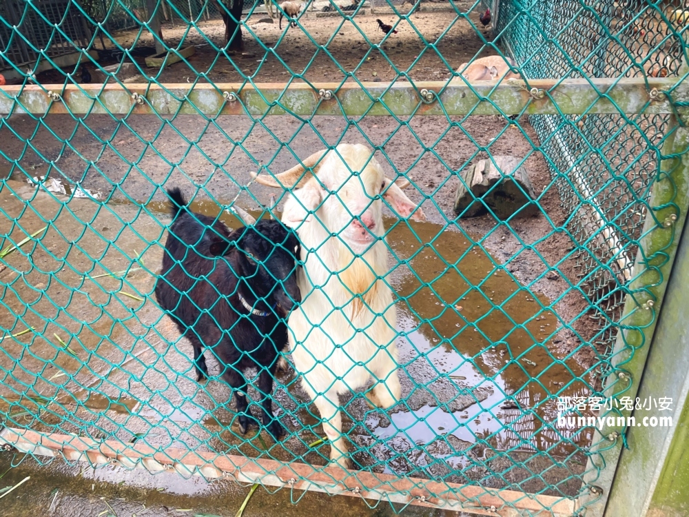 隆泉休閒農場｜暢遊親子戲水池和餵動物，露營區很豪華