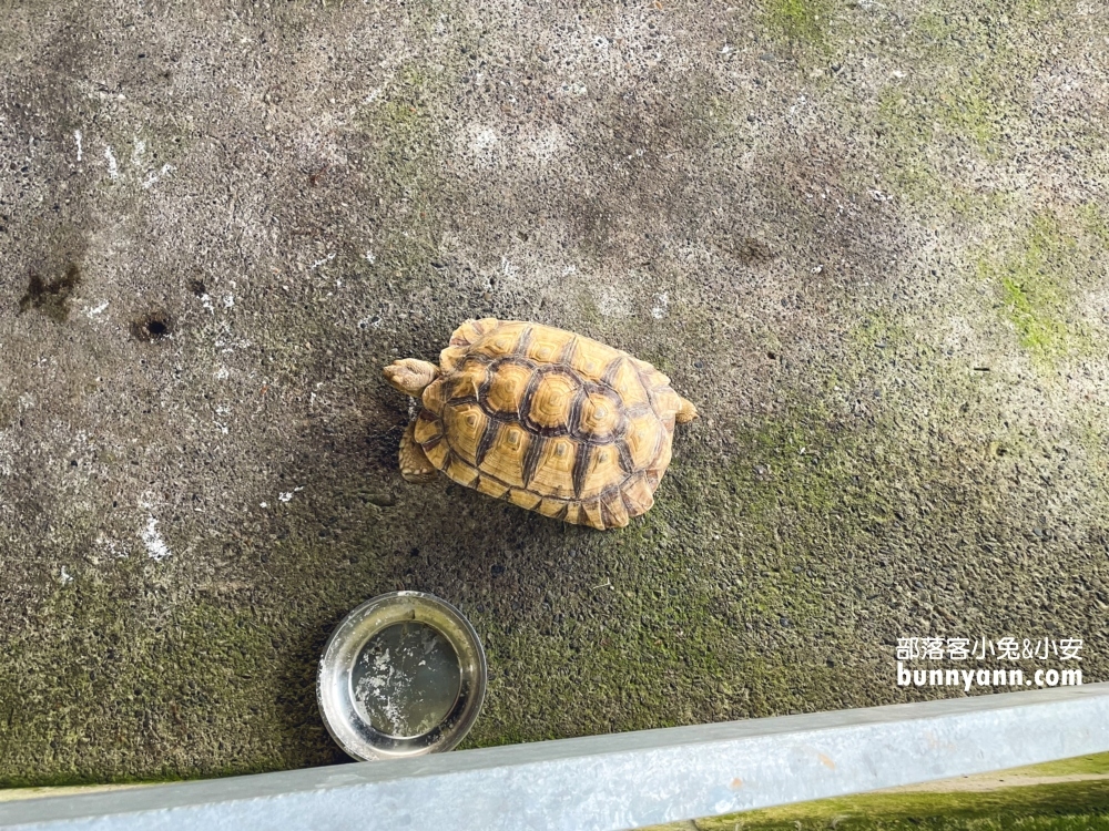 隆泉休閒農場｜暢遊親子戲水池和餵動物，露營區很豪華