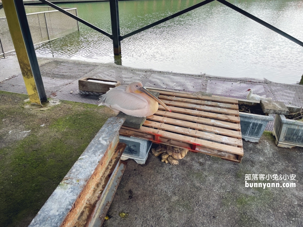 隆泉休閒農場｜暢遊親子戲水池和餵動物，露營區很豪華