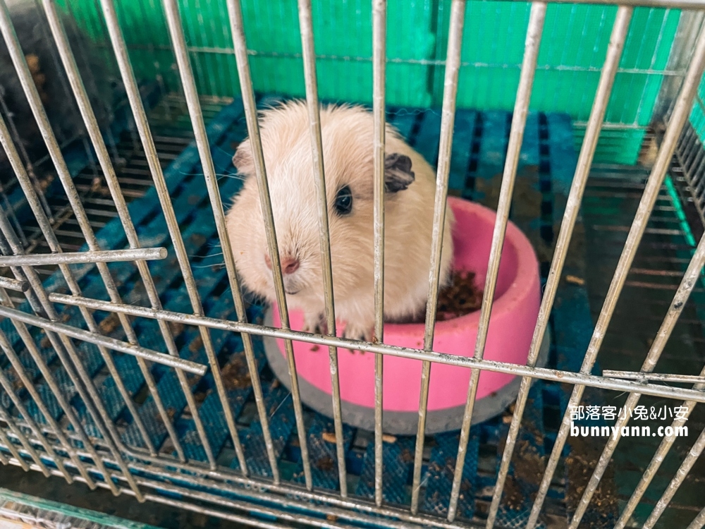 隆泉休閒農場｜暢遊親子戲水池和餵動物，露營區很豪華