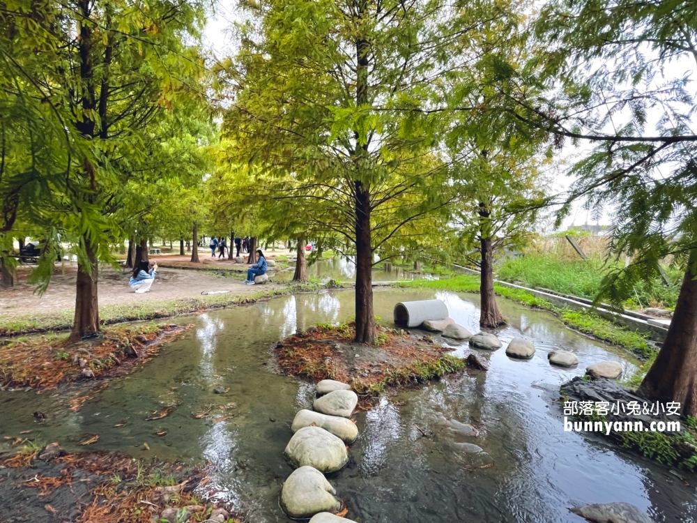 台中泰安落羽松》羽粼落羽松季附近景點一日遊這樣玩